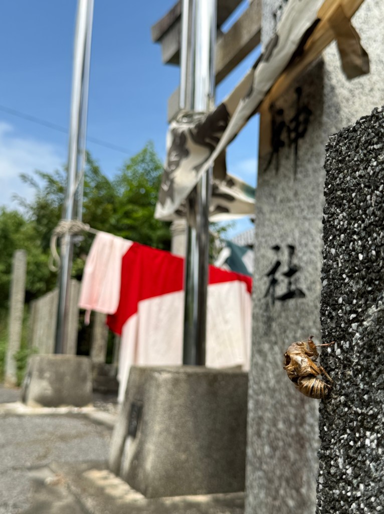 お祭りの準備が進む神社の石塀に残る蝉の抜け殻